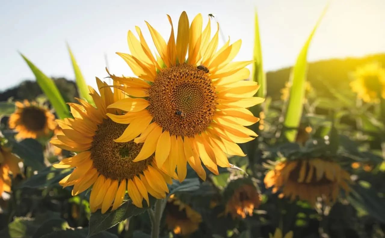 girasole